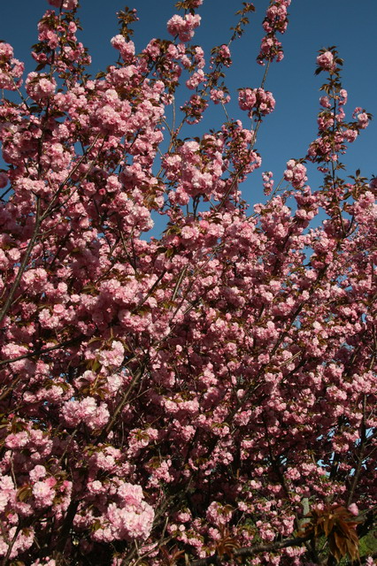 Pretty Tree in Cold Spring, New York