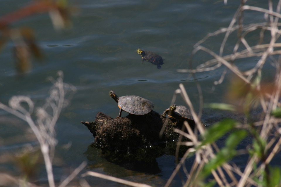 River Turtles in Columbus, Georgia