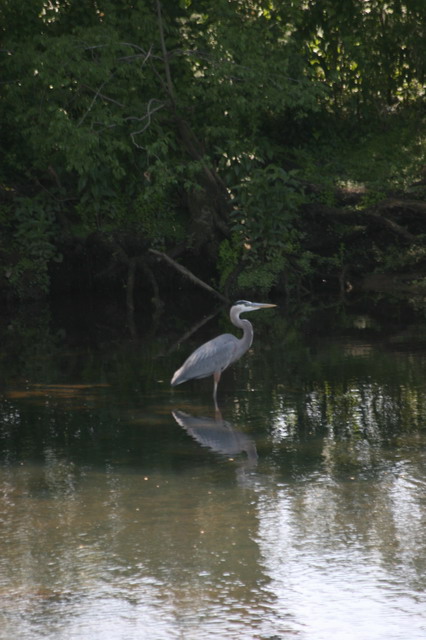 River Crane in Columbus, Georgia