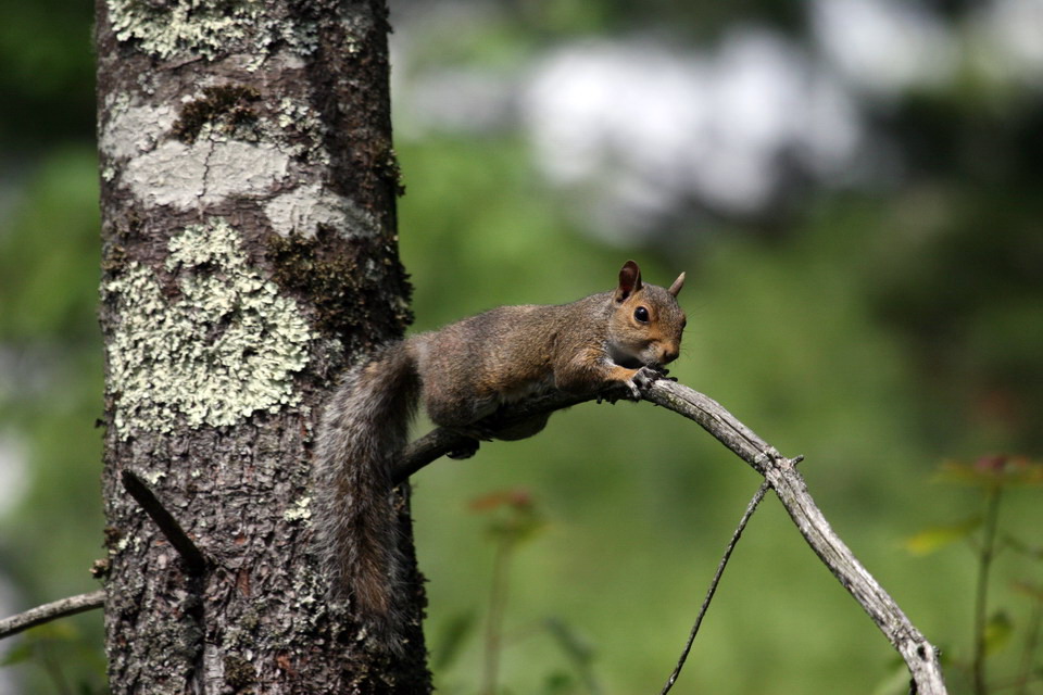 Acrobatic Squirrel in Highlands, North Carolina