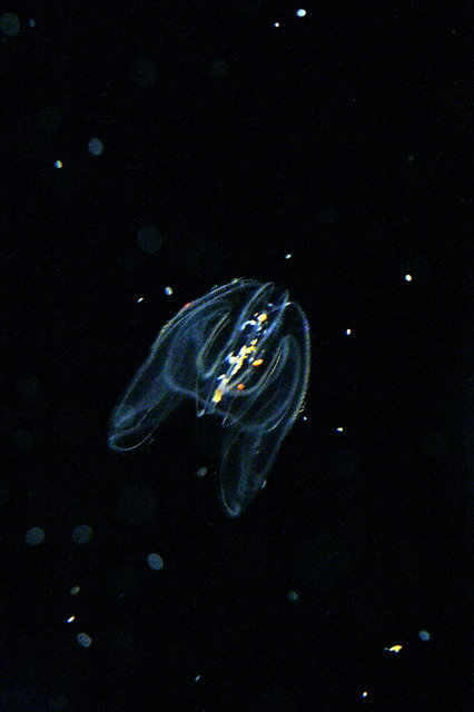 Electric Jelly Fish in Atlanta, Georgia