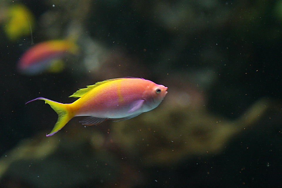 Pretty Fish in Atlanta, Georgia