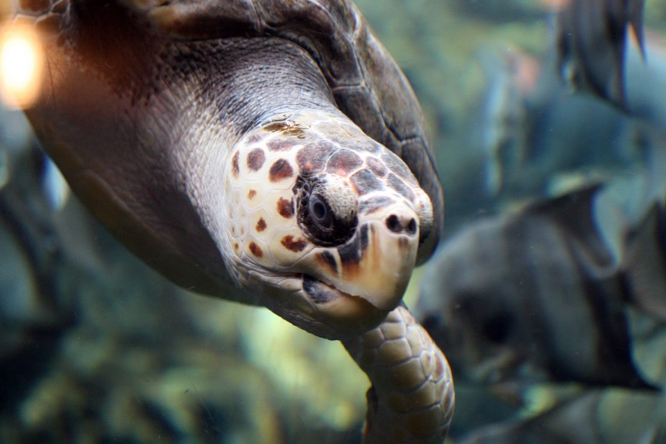 Sea Turtle in Atlanta, Georgia