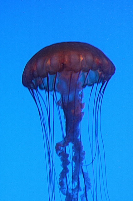 Jellyfish in Atlanta, Georgia