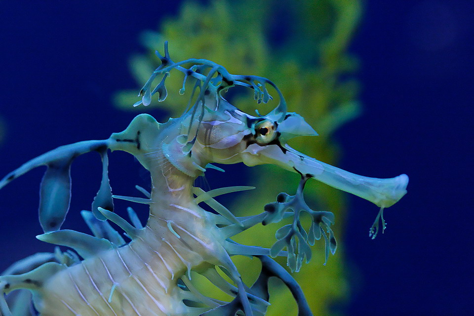 Fancy Seahorse in Atlanta, Georgia