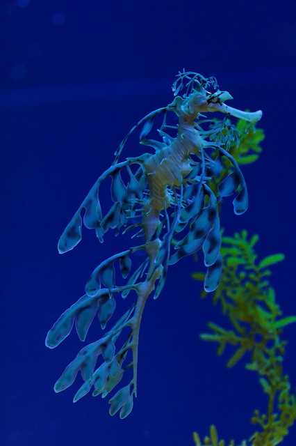 Seahorse  in Atlanta, Georgia
