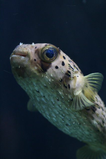 Blowfish in Atlanta, Georgia
