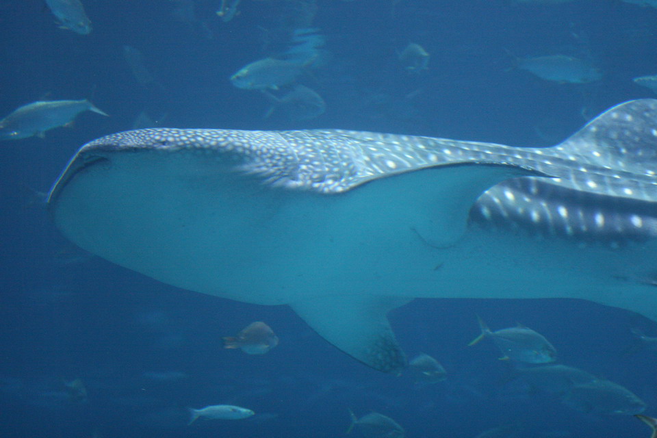 Shark in Atlanta, Georgia