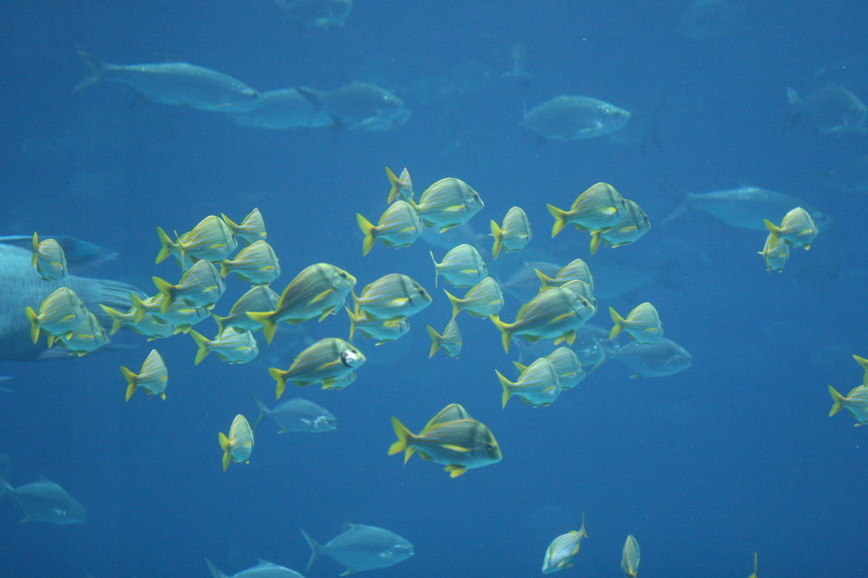 Fish School in Atlanta, Georgia