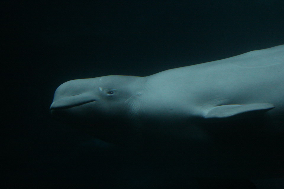 Beluga Whale in Atlanta, Georgia
