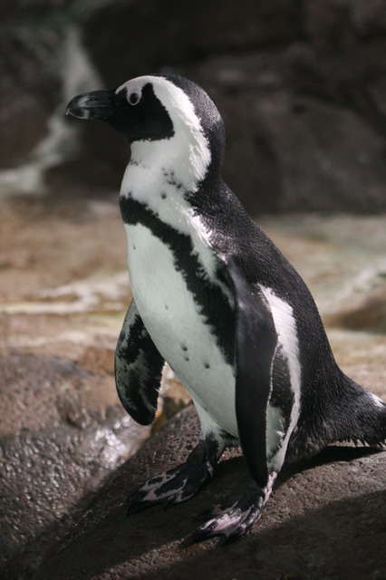 African Penguin in Atlanta, Georgia