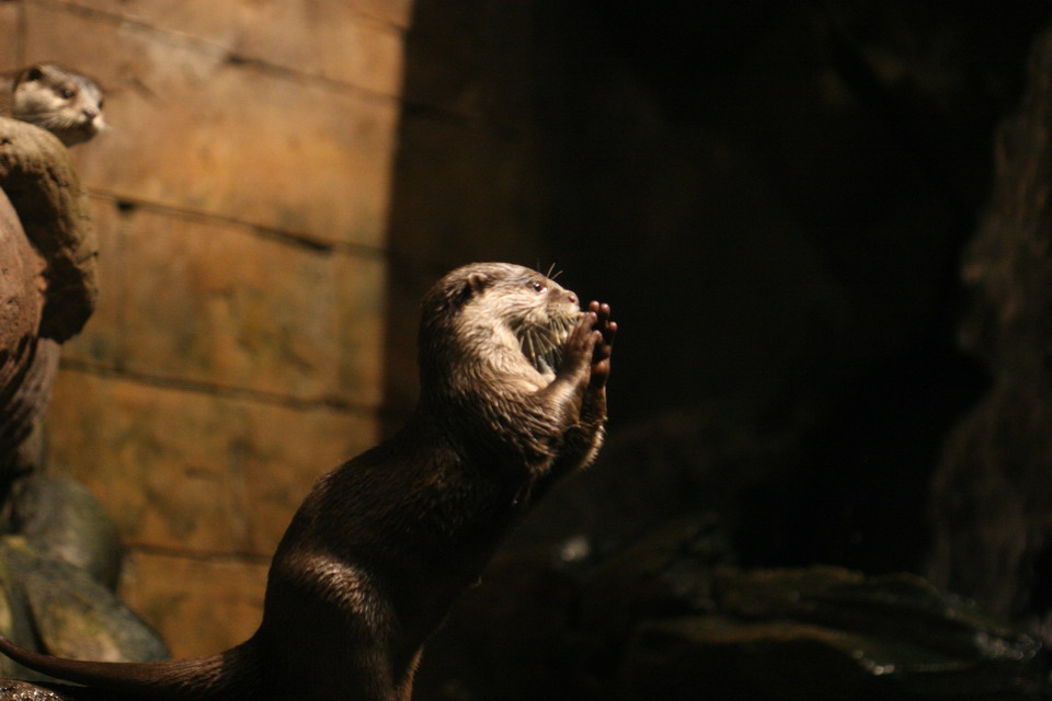 River Otter  in Atlanta, Georgia