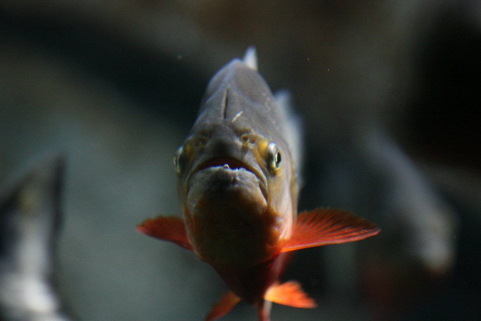 Red Piranha in Atlanta, Georgia