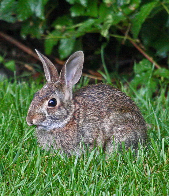 Forest Bunny in Highlands, North Carolina