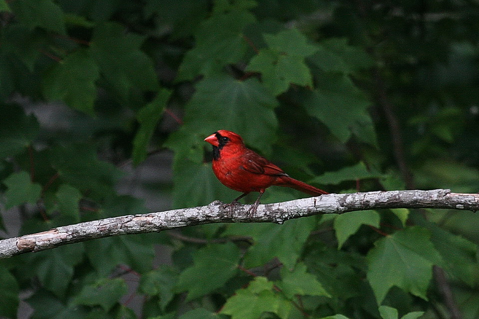 Cardinal in Highlands, North Carolina