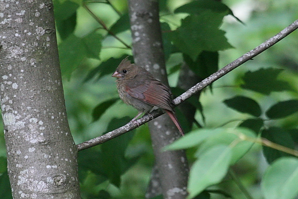 Grey Bird in Highlands, North Carolina