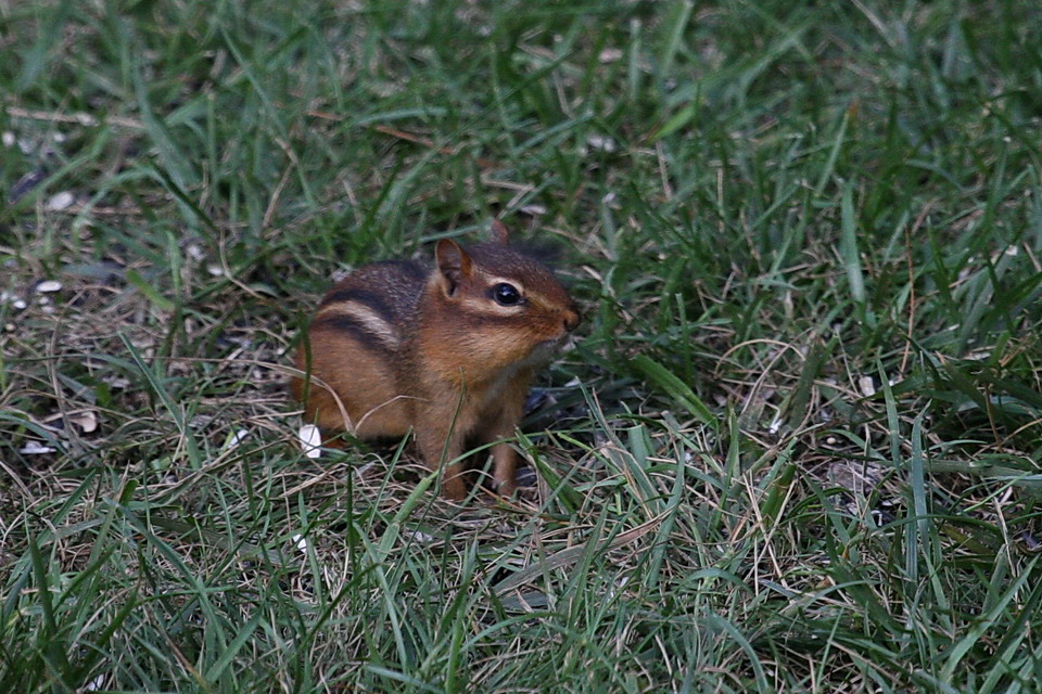 Chipmunk in Highlands, North Carolina