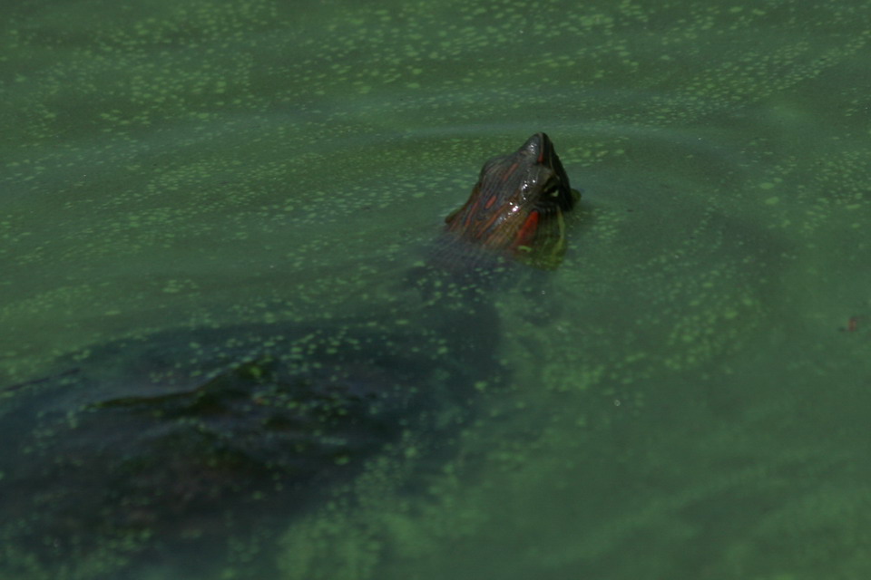 Central Park Turtle in New York, New York