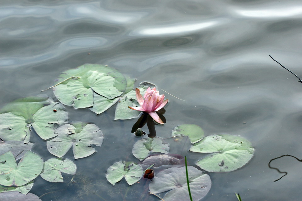 Lily in Highlands, North Carolina
