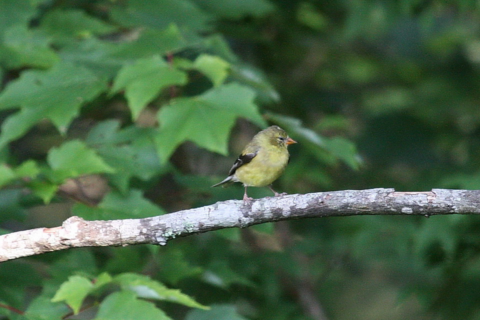 Yellow Bird in Highlands, North Carolina