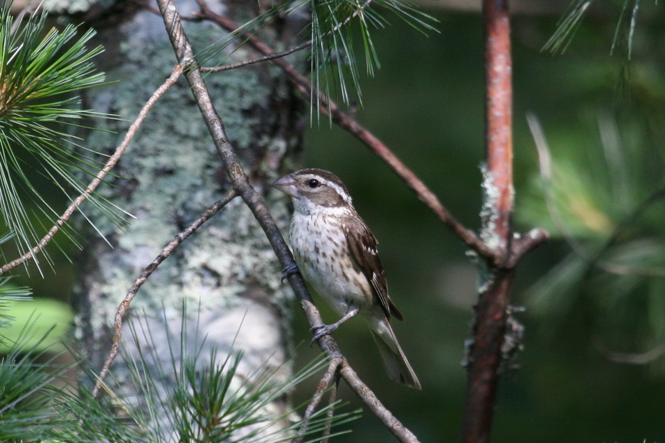 Brown Bird 2 in Highlands, North Carolina