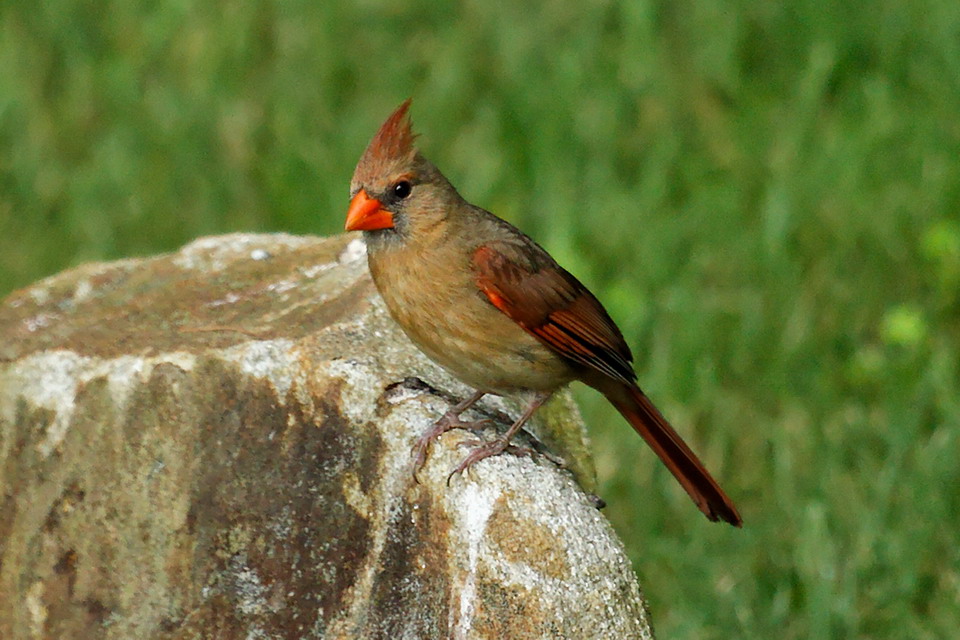 Girl Cardinal in Highlands, North Carolina