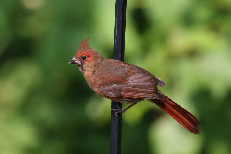Cardinal Up Close in Highlands, North Carolina