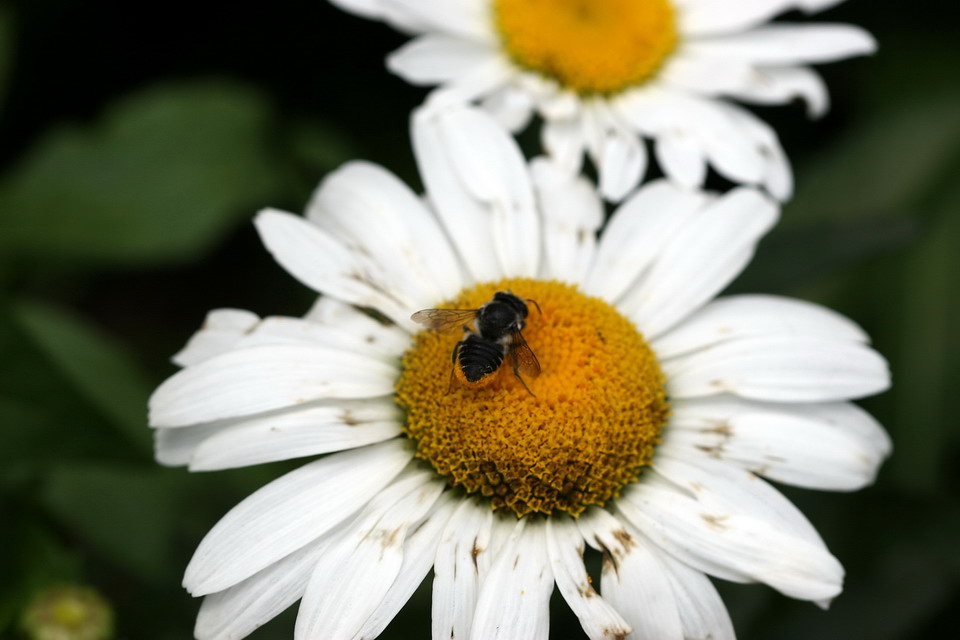 Bee on a Daisy in Highlands, North Carolina
