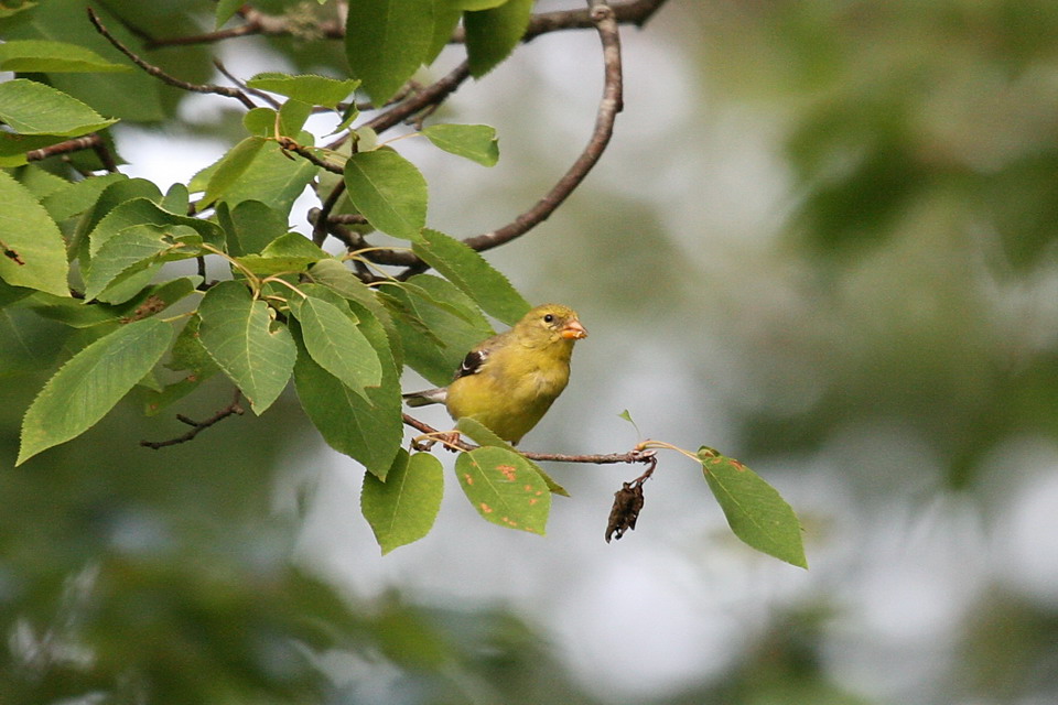Green Bird in Highlands, North Carolina