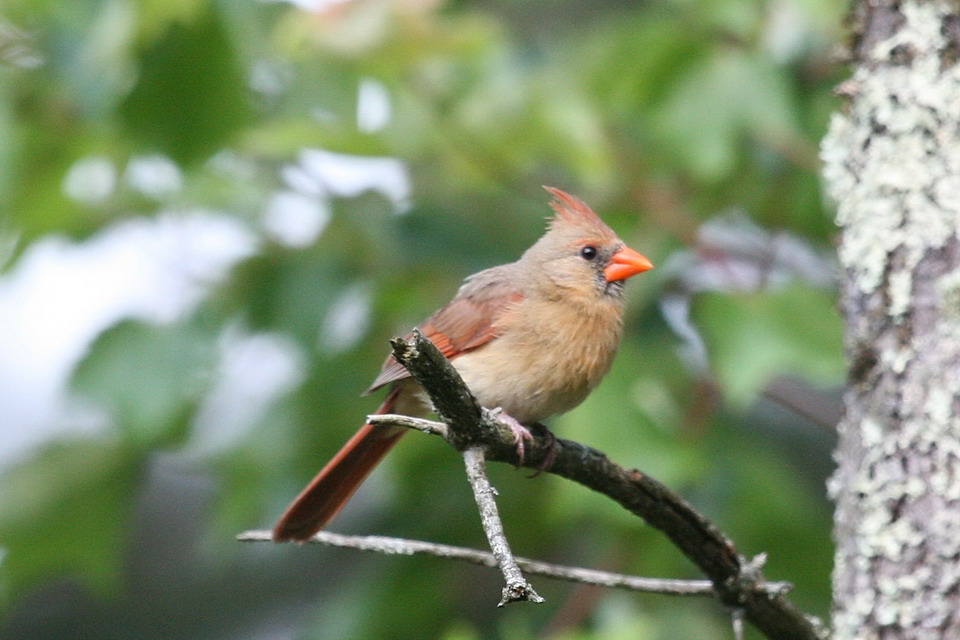 Wooded Cardinal in Highlands, North Carolina
