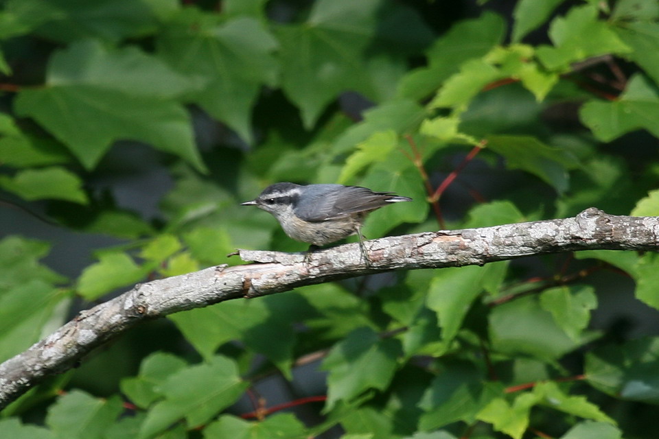 Little Grey Bird in Highlands, North Carolina