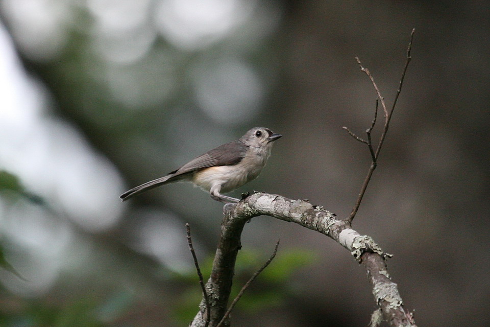 Brown Bird 3 in Highlands, North Carolina