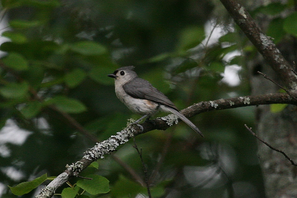 Cute Grey Bird in Highlands, North Carolina