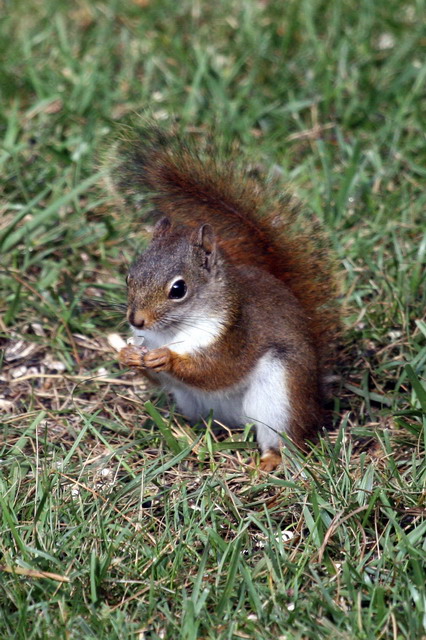 Red Squirrel in Highlands, North Carolina