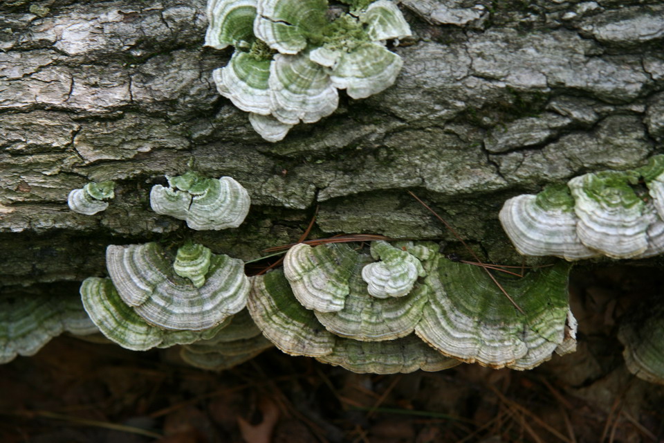 Fungus in Highlands, North Carolina