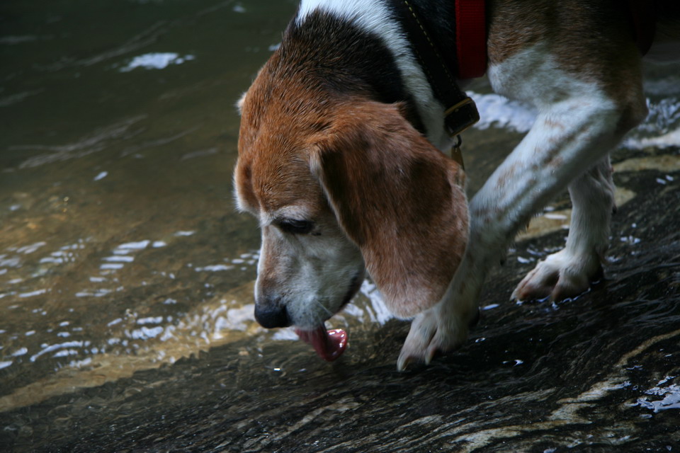 Drink from a Stream  in Highlands, North Carolina