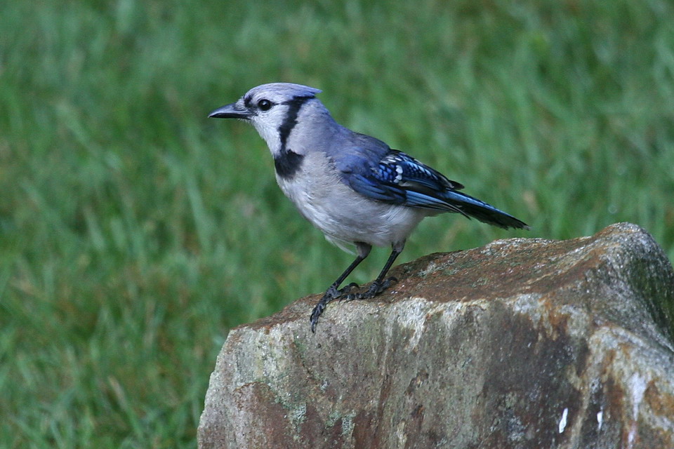 Blue Jay in Highlands, North Carolina