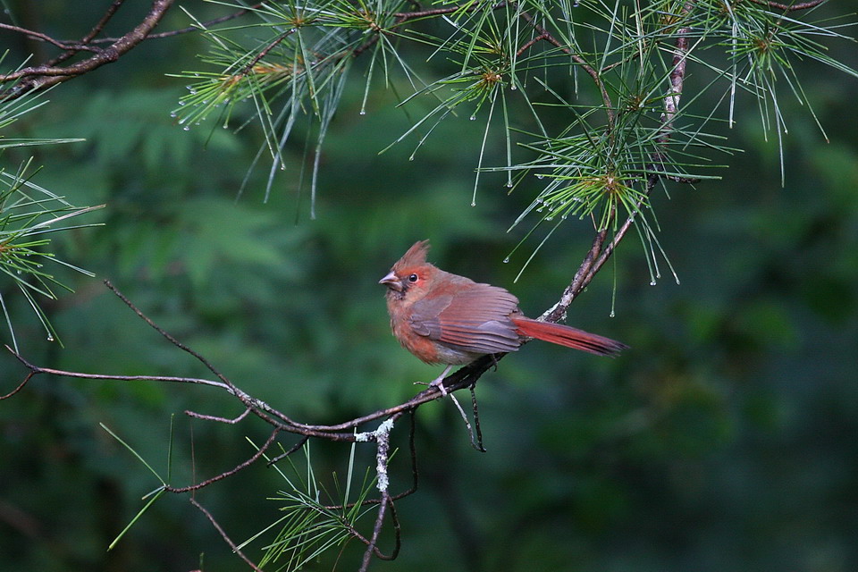 Christmas Card Bird in Highlands, North Carolina
