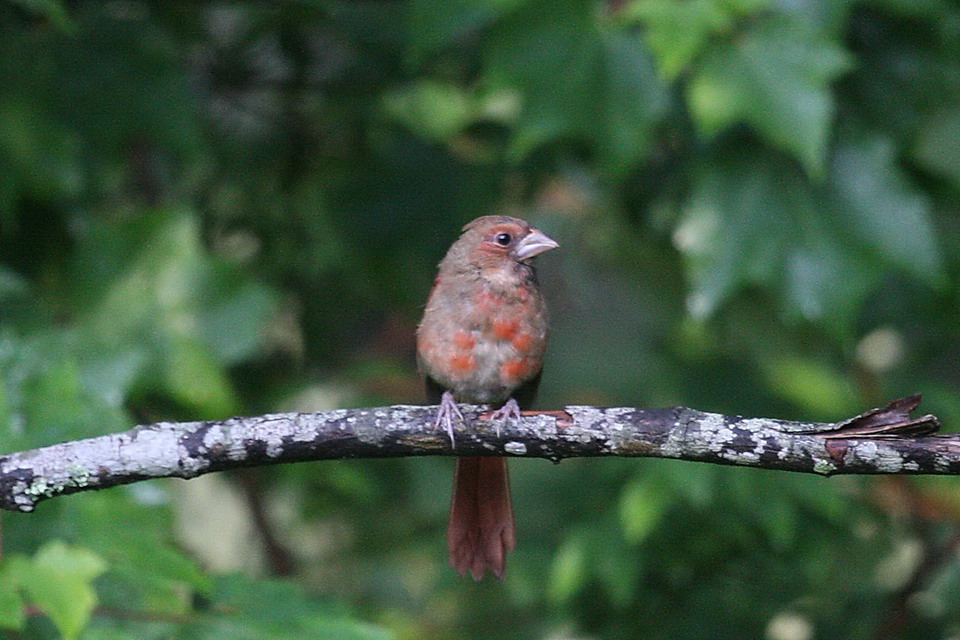 Spotted Breast in Highlands, North Carolina