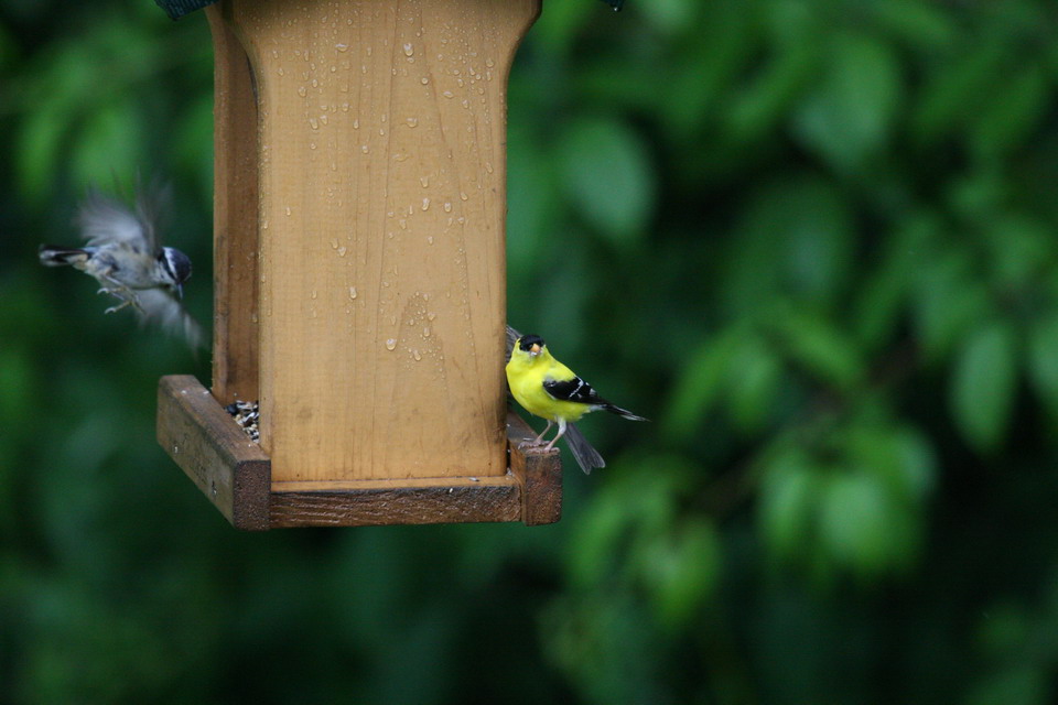 Yellow Bird in Highlands, North Carolina