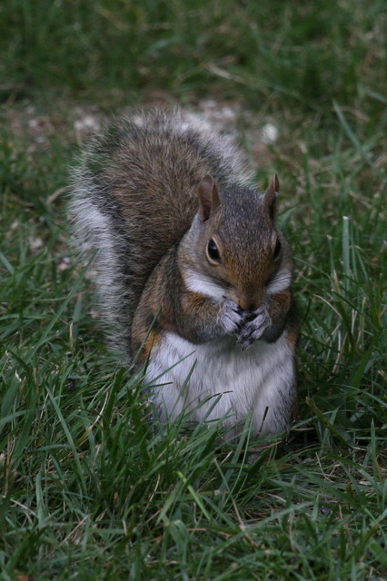 Mr Squirrel in Highlands, North Carolina