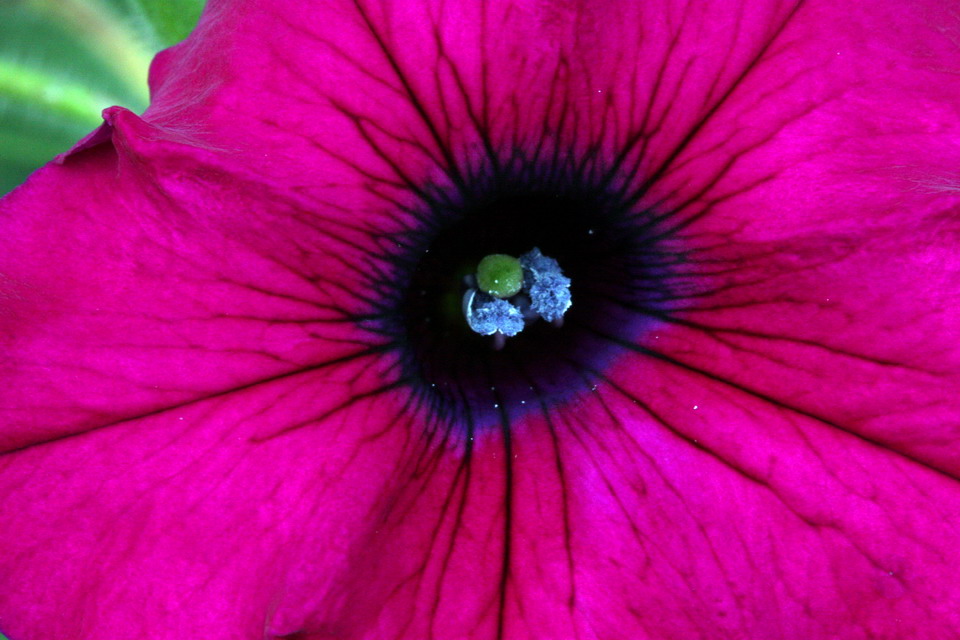 Flower Close Up in Highlands, North Carolina