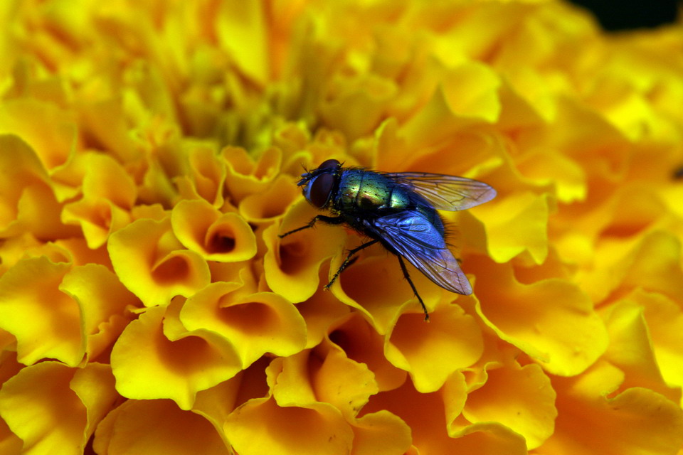 Fly in Highlands, North Carolina
