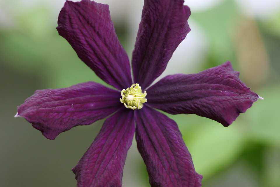 Purple Pinwheel in Highlands, North Carolina