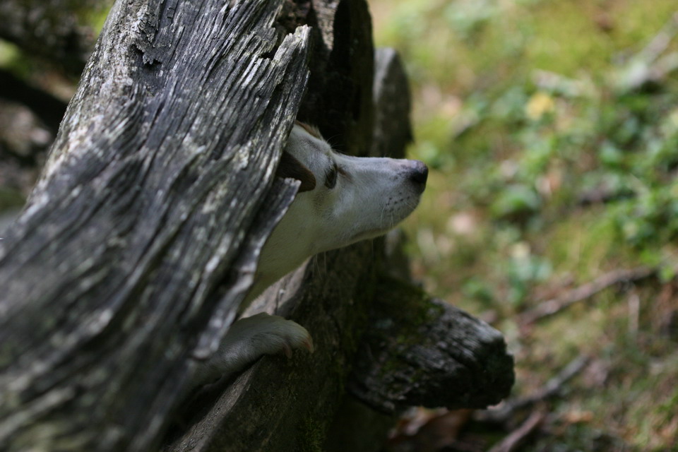 Peek a Boo in Highlands, North Carolina