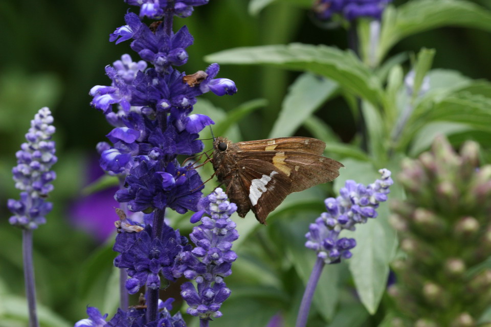 Butterfly in Highlands, North Carolina