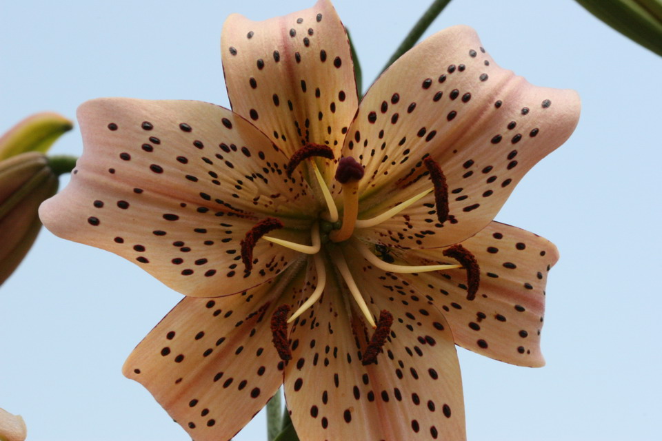 Day Lilly in Highlands, North Carolina