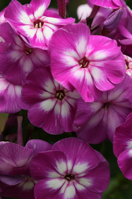 Pretty in Purple in Highlands, North Carolina