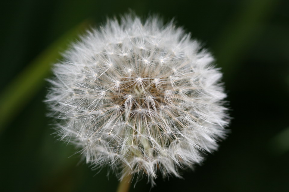 Dandelion in Highlands, North Carolina