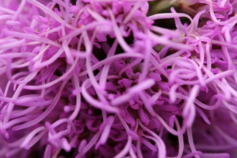 Purple Mess in Highlands, North Carolina